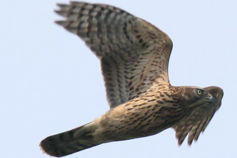 トリミング 2016/9月 SIGMA150-600C+7D2 焦点距離562mm F8 ss1/1250 ISO160 Case3