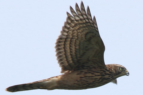 トリミング 2016/9月 SIGMA150-600C+7D2 焦点距離562mm F8 ss1/1250 ISO160 Case3