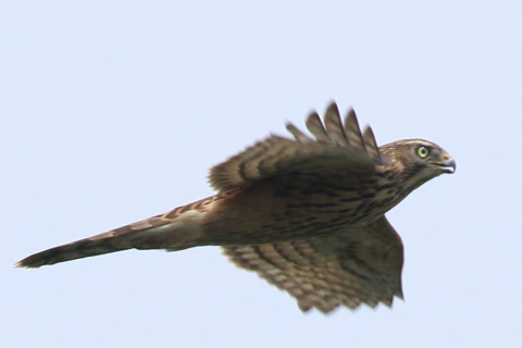 トリミング 2016/9月 SIGMA150-600C+7D2 焦点距離562mm F8 ss1/1250 ISO160 Case3