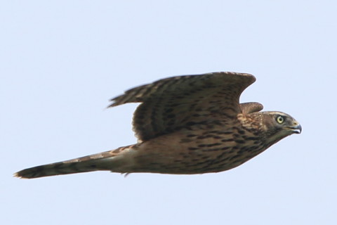 トリミング 2016/9月 SIGMA150-600C+7D2 焦点距離562mm F8 ss1/1250 ISO160 Case3