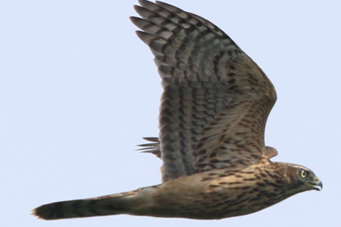 トリミング 2016/9月 SIGMA150-600C+7D2 焦点距離562mm F8 ss1/1250 ISO160 Case3