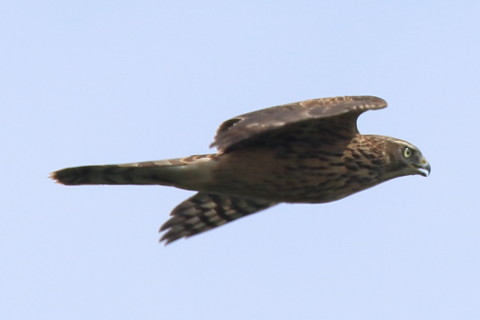 トリミング 2016/9月 SIGMA150-600C+7D2 焦点距離562mm F8 ss1/1250 ISO200 Case3