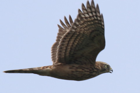 トリミング 2016/9月 SIGMA150-600C+7D2 焦点距離562mm F8 ss1/1250 ISO200 Case3