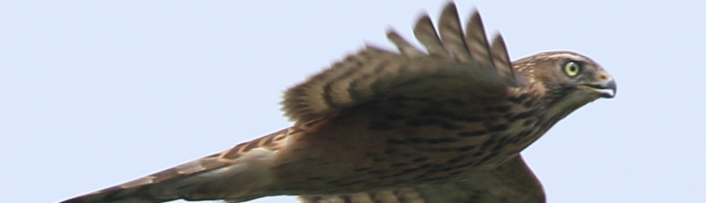 にわかカメラマンの撮ってみた!!（N'sHOME別館）