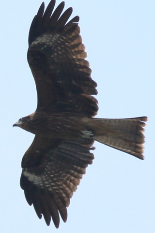 トリミング 2016/9月 SIGMA150-600C+7D2 焦点距離600mm F7.1 ss1/2000 ISO200 Case6