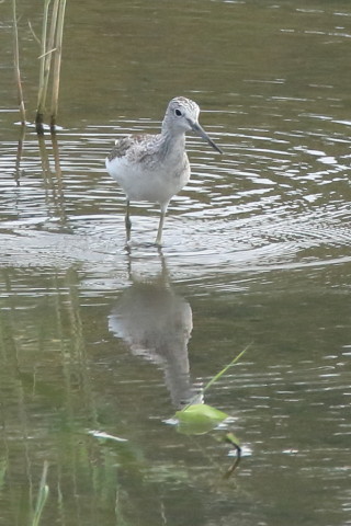 トリミング 2016/9月 SIGMA150-600C+7D2 焦点距離600mm F8 ss1/1250 ISO1250