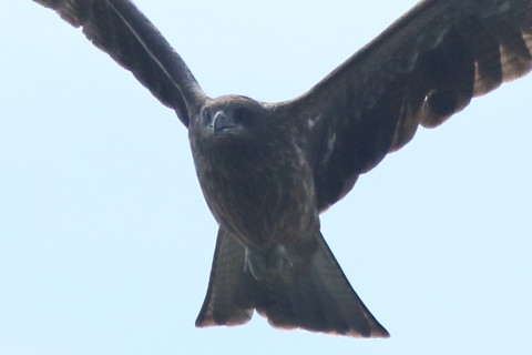 トリミング 2016/9月 SIGMA150-600C+7D2 焦点距離600mm F7.1 ss1/4000 ISO500 Case6