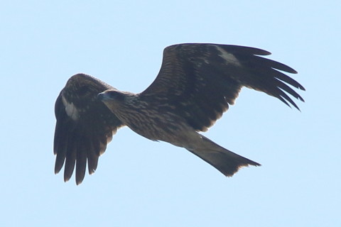 トリミング 2016/9月 SIGMA150-600C+7D2 焦点距離600mm F8 ss1/2000 ISO250 Case3