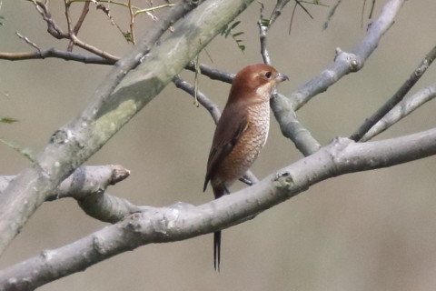 トリミング 2016/9月 SIGMA150-600C+7D2 焦点距離600mm F7.1 ss1/4000 ISO1600