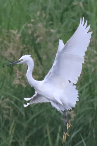 トリミング 2016/9月 SIGMA150-600C+7D2 焦点距離600mm F7.1 ss1/6400 ISO1600 Case6
