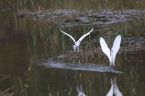 2016/9月 SIGMA150-600C+7D2 焦点距離600mm F7.1 ss1/6400 ISO1600 Case6