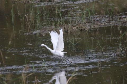2016/9月 SIGMA150-600C+7D2 焦点距離600mm F7.1 ss1/6400 ISO1600 Case6