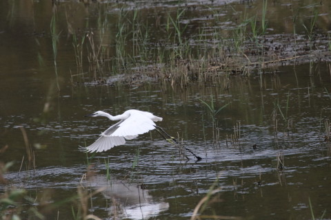 2016/9月 SIGMA150-600C+7D2 焦点距離600mm F7.1 ss1/6400 ISO1600 Case6