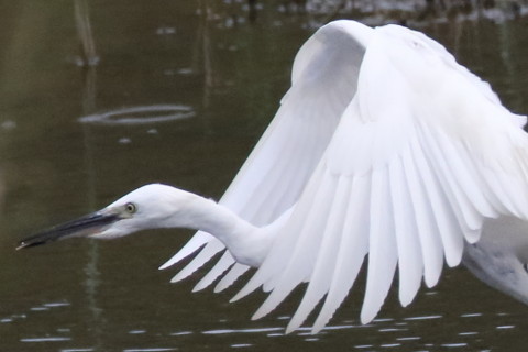 トリミング 2016/9月 SIGMA150-600C+7D2 焦点距離600mm F7.1 ss1/6400 ISO1600 Case6