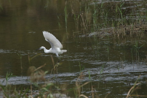 トリミング 2016/9月 SIGMA150-600C+7D2 焦点距離600mm F7.1 ss1/6400 ISO1600 Case6