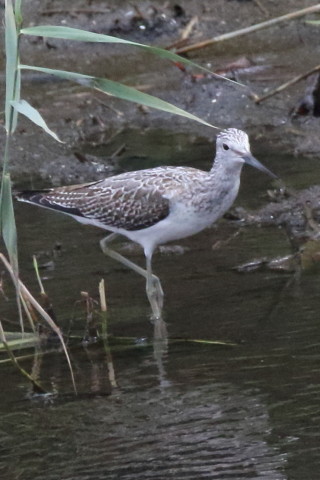 トリミング 2016/9月 SIGMA150-600C+7D2 焦点距離600mm F8 ss1/3200 ISO3200