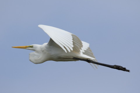 2016/10月 SIGMA150-600C+7D2 焦点距離484mm F8 ss1/2500 ISO500 Case3