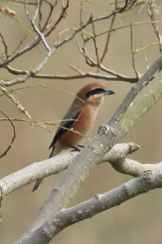 トリミング 2016/10月 SIGMA150-600C+7D2 焦点距離600mm F8 ss1/1250 ISO1250