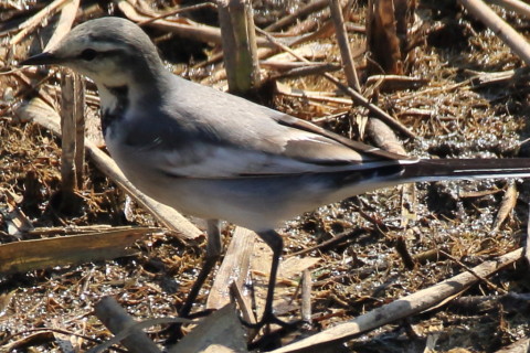 トリミング 2016/10月 SIGMA150-600C+7D2 焦点距離600mm F7.1 ss1/1000 ISO400