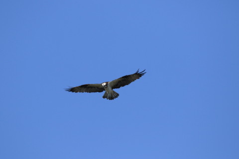 2016/10月 SIGMA150-600C+7D2 焦点距離600mm F8 ss1/1600 ISO400 Case3