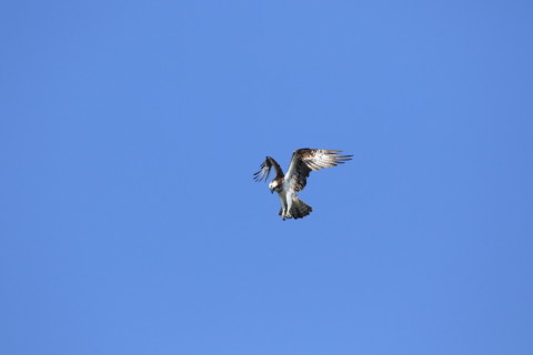 2016/10月 SIGMA150-600C+7D2 焦点距離600mm F8 ss1/1600 ISO400 Case3