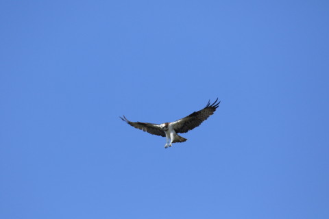 2016/10月 SIGMA150-600C+7D2 焦点距離600mm F8 ss1/1600 ISO400 Case3