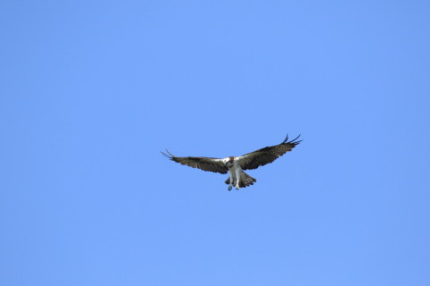 2016/10月 SIGMA150-600C+7D2 焦点距離600mm F8 ss1/1600 ISO400 Case3