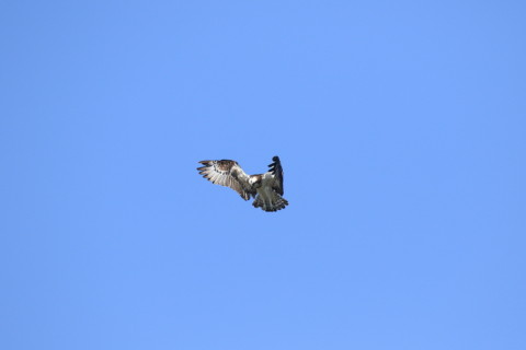 2016/10月 SIGMA150-600C+7D2 焦点距離600mm F8 ss1/1600 ISO400 Case3