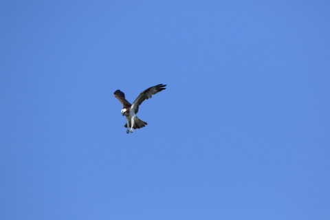 2016/10月 SIGMA150-600C+7D2 焦点距離600mm F8 ss1/1600 ISO400 Case3