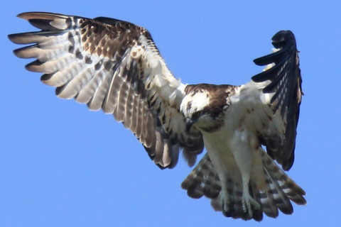 トリミング 2016/10月 SIGMA150-600C+7D2 焦点距離600mm F8 ss1/1600 ISO400 Case3