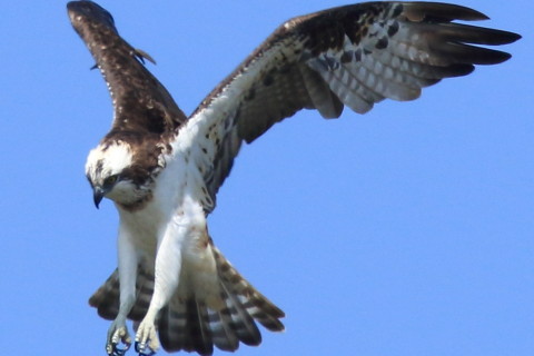 トリミング 2016/10月 SIGMA150-600C+7D2 焦点距離600mm F8 ss1/1600 ISO400 Case3