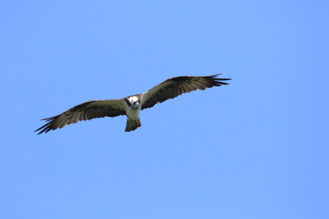 2016/10月 SIGMA150-600C+7D2 焦点距離531mm F8 ss1/1600 ISO640 Case3