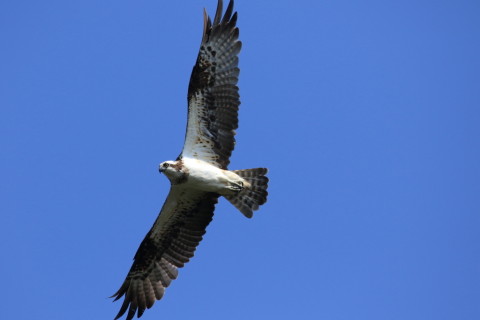 2016/10月 SIGMA150-600C+7D2 焦点距離531mm F8 ss1/1600 ISO500 Case3