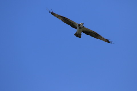 2016/10月 SIGMA150-600C+7D2 焦点距離600mm F8 ss1/1600 ISO400 Case3