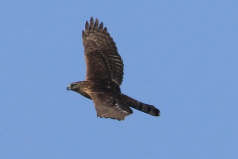 トリミング 2016/10月 SIGMA150-600C+7D2 焦点距離600mm F8 ss1/1600 ISO400 Case3