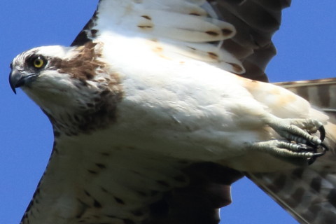 トリミング 2016/10月 SIGMA150-600C+7D2 焦点距離531mm F8 ss1/1600 ISO500 Case3