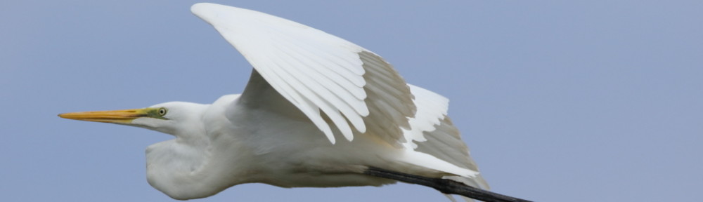 にわかカメラマンの撮ってみた!!（N'sHOME別館）
