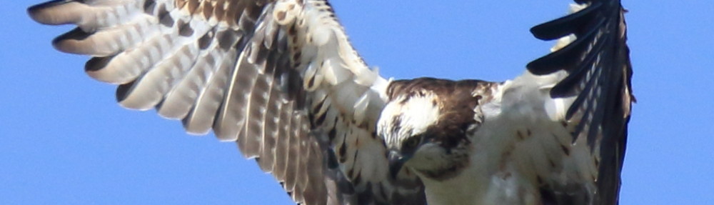 にわかカメラマンの撮ってみた!!（N'sHOME別館）