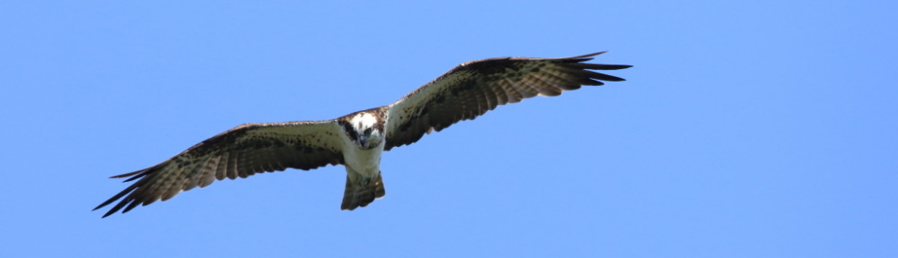 にわかカメラマンの撮ってみた!!（N'sHOME別館）