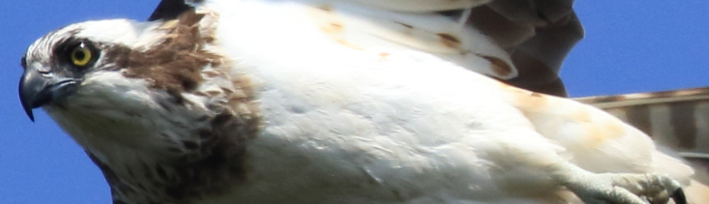 にわかカメラマンの撮ってみた!!（N'sHOME別館）