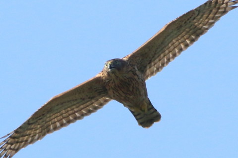 トリミング 2016/10月 SIGMA150-600C+7D2 焦点距離600mm F8 ss1/1600 ISO400 Case3