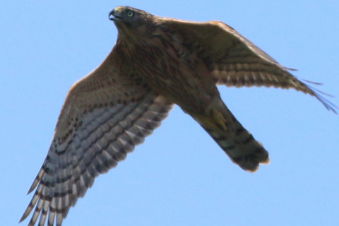 トリミング 2016/10月 SIGMA150-600C+7D2 焦点距離600mm F8 ss1/1600 ISO400 Case3