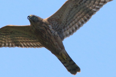 トリミング 2016/10月 SIGMA150-600C+7D2 焦点距離600mm F8 ss1/1600 ISO400 Case3