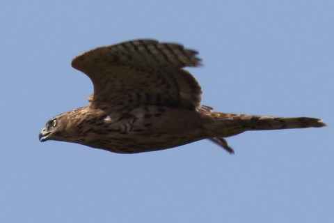 トリミング 2016/10月 SIGMA150-600C+7D2 焦点距離600mm F8 ss1/1600 ISO400 Case3