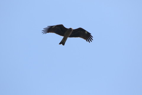 2016/10月 SIGMA150-600C+7D2 焦点距離600mm F8 ss1/1600 ISO400 Case3