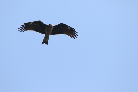 2016/10月 SIGMA150-600C+7D2 焦点距離600mm F8 ss1/1600 ISO400 Case3