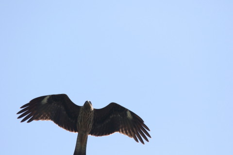 2016/10月 SIGMA150-600C+7D2 焦点距離600mm F8 ss1/1600 ISO500 Case3
