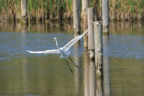 2016/10月 SIGMA150-600C+7D2 焦点距離562mm F8 ss1/1000 ISO640 Case3