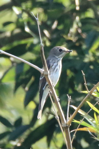 トリミング 2016/10月 SIGMA150-600C+7D2 焦点距離600mm F8 ss1/1000 ISO2500