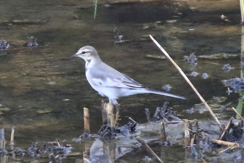 トリミング 2016/10月 SIGMA150-600C+7D2 焦点距離600mm F8 ss1/500 ISO3200